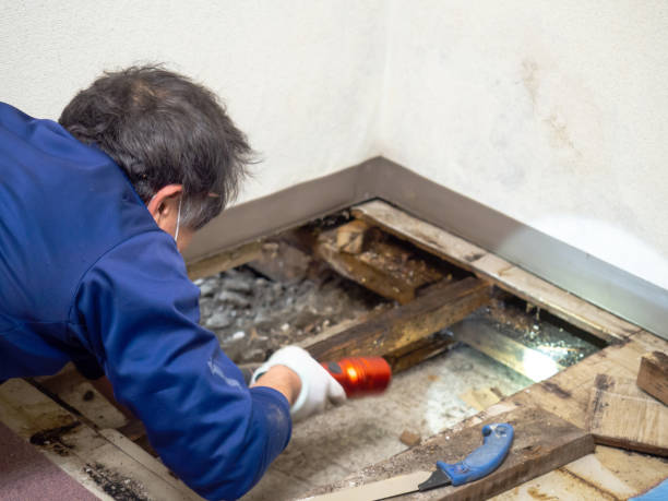 Best Attic Mold Removal  in Lake Geneva, WI