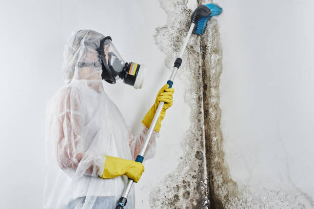 Best Attic Mold Removal  in Lake Geneva, WI