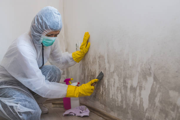 Best Residential Mold Removal  in Lake Geneva, WI