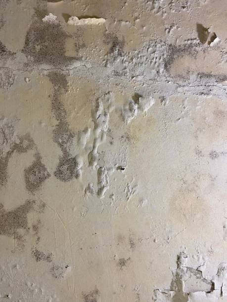 Best Black Mold Removal  in Lake Geneva, WI