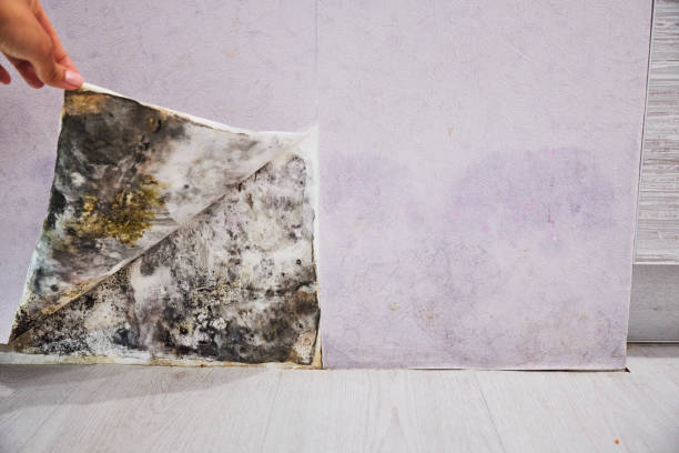 Mold Removal Process in Lake Geneva, WI